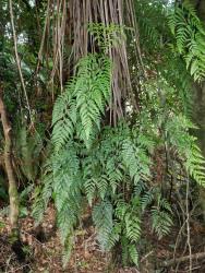 Rumohra adiantiformis. Mature plant climbing a tree fern trunk.
 Image: L.R. Perrie © Leon Perrie CC BY-NC 3.0 NZ